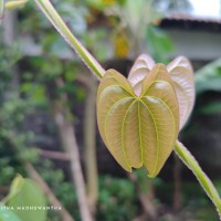 Dioscorea alata L.